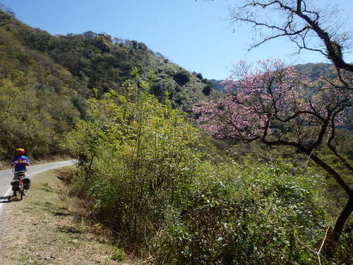 The Pink flower is on a Lapacho Tree.